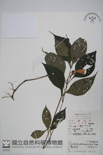 球花馬藍藏品圖，第1張