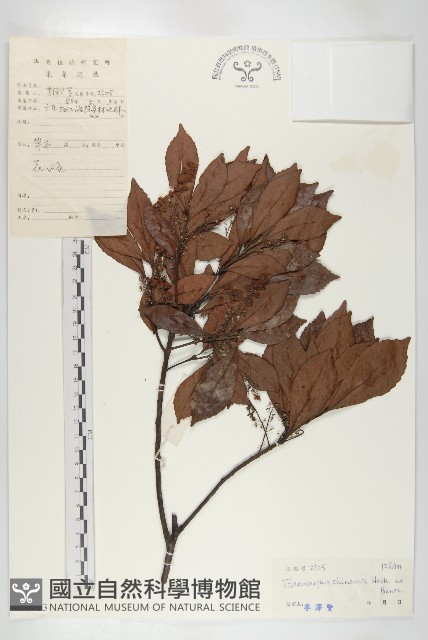 華杜英藏品圖，第1張