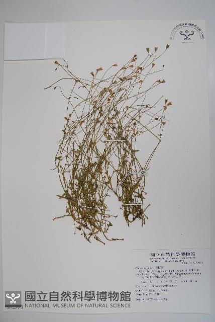 細葉蘭花參藏品圖，第1張