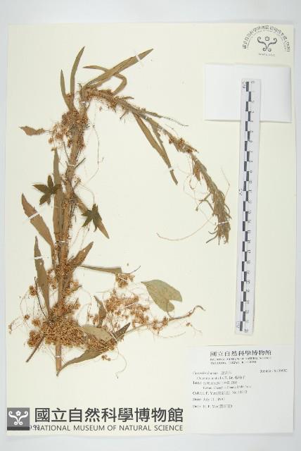 菟絲子藏品圖，第1張