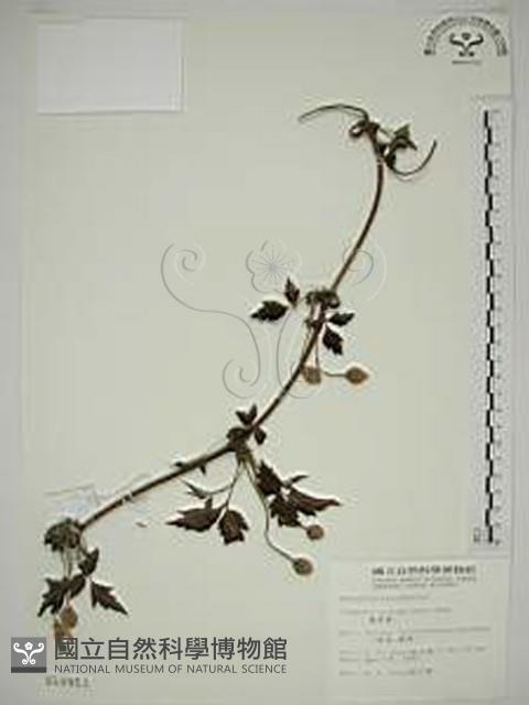 Accession Number:S010953 Collection Image, Figure 1, Total 2 Figures