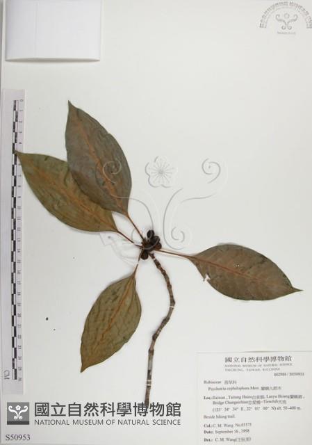 蘭嶼九節木藏品圖，第1張