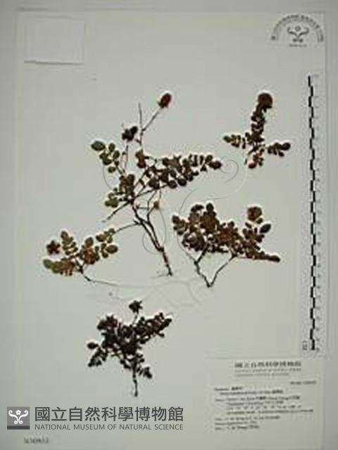 臺灣莓藏品圖，第1張