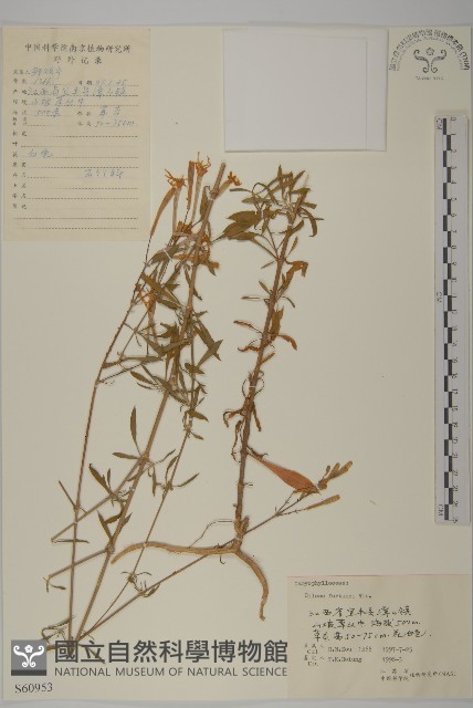 蠅子草藏品圖，第1張