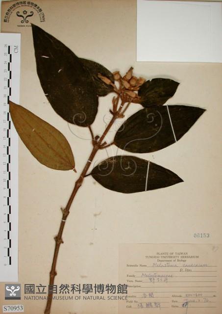 野牡丹藏品圖，第1張