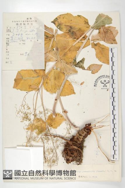 雲南紅景天藏品圖，第1張