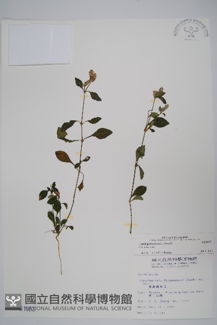 矮鱗球花藏品圖，第1張