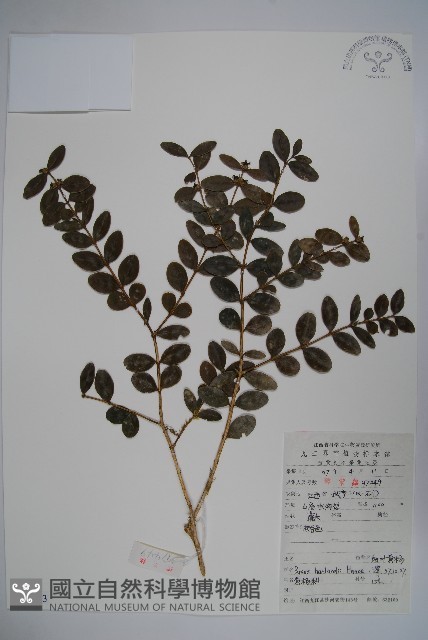 華南黃楊，雀舌黃楊，匙葉黃楊藏品圖，第1張