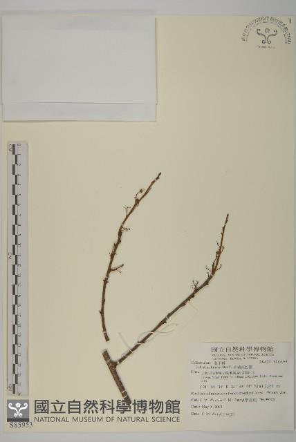 南華南蛇藤，青江藤藏品圖，第1張