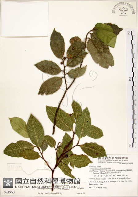 菲律賓榕藏品圖，第1張