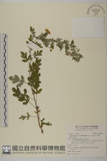 阿里山油菊藏品圖，第1張