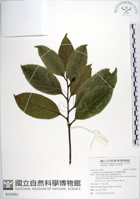 菲律賓厚殼桂藏品圖，第1張