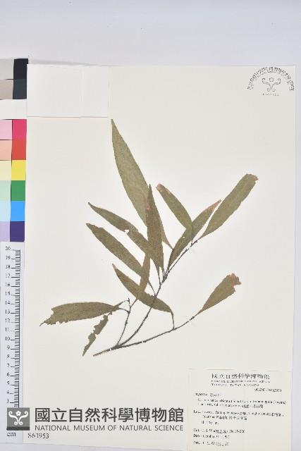 細葉三斗石櫟藏品圖，第1張