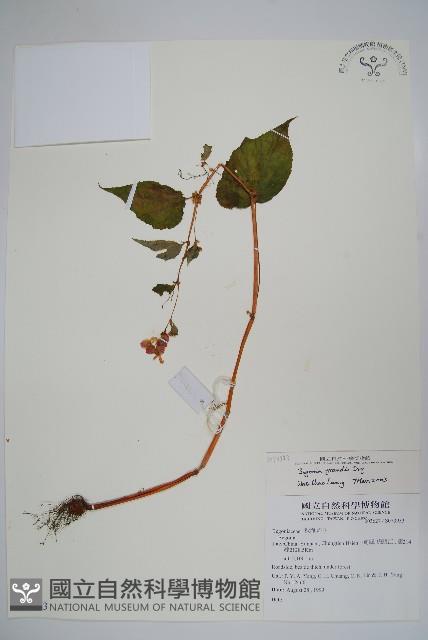 登錄號:S073953藏品圖，第1張