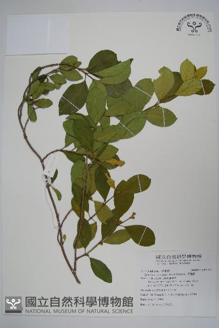 武靴藤藏品圖，第1張