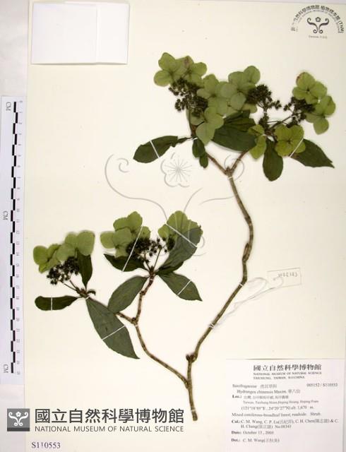 華八仙藏品圖，第1張