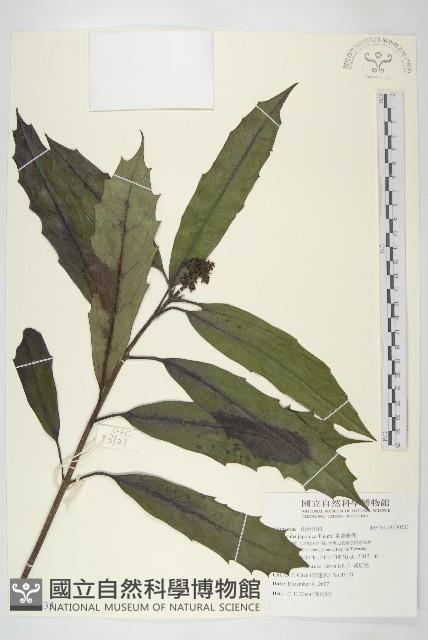 變葉新木薑子藏品圖，第1張