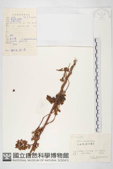 日本菟絲子藏品圖，第1張