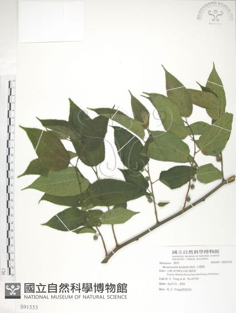 小構樹藏品圖，第1張