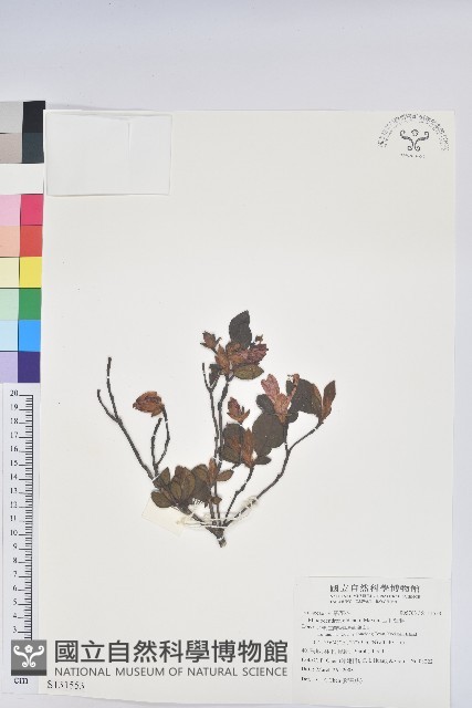金毛杜鵑藏品圖，第1張