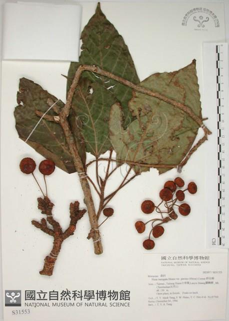 幹花榕藏品圖，第1張