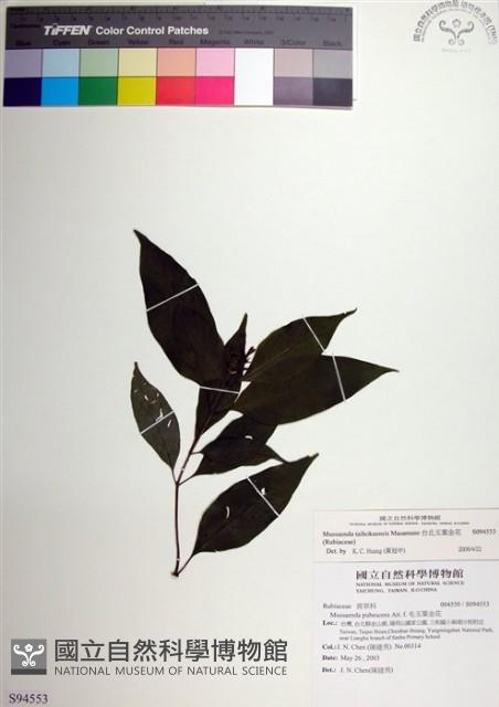 台北玉葉金花藏品圖，第1張