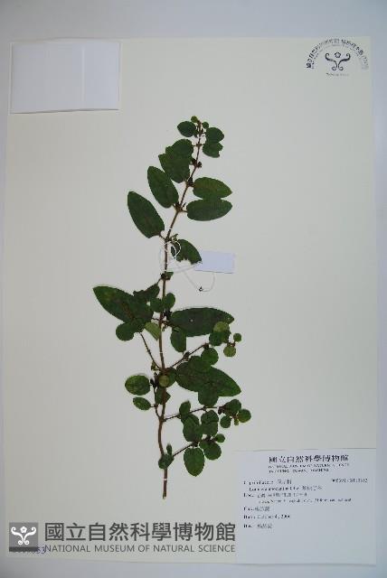 無梗忍冬藏品圖，第1張