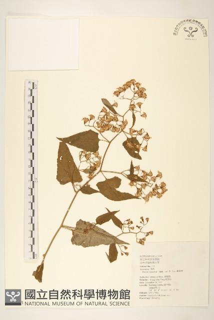 蔓黃菀藏品圖，第1張