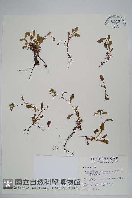 南湖附地草藏品圖，第1張