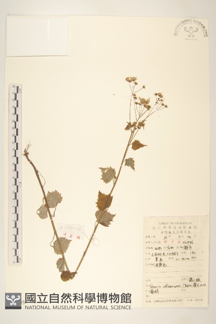 蒲兒根藏品圖，第1張