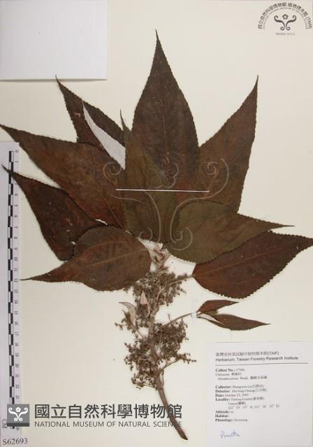 蘭嶼水絲麻藏品圖，第1張