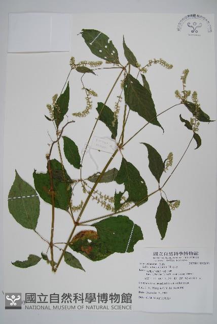 牛膝藏品圖，第1張