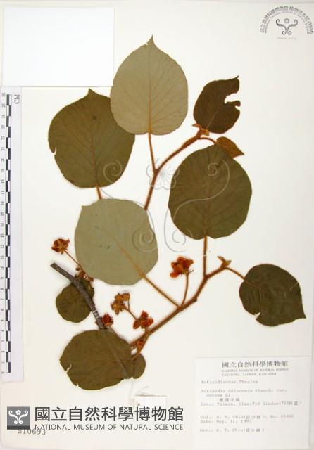 臺灣羊桃藏品圖，第1張