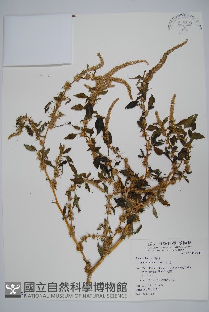 刺莧藏品圖，第1張