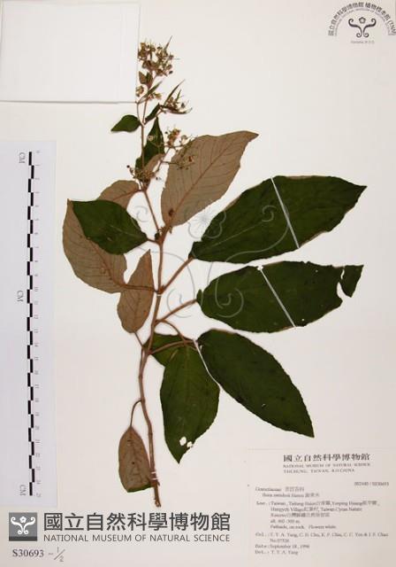 旋莢木藏品圖，第1張