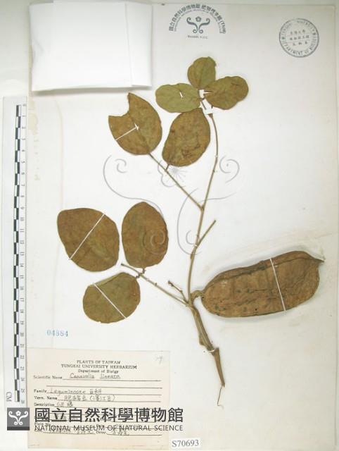 肥豬豆藏品圖，第1張