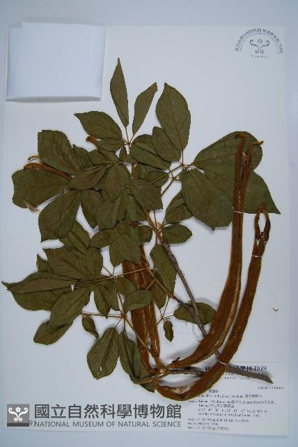 黃金風鈴木藏品圖，第1張