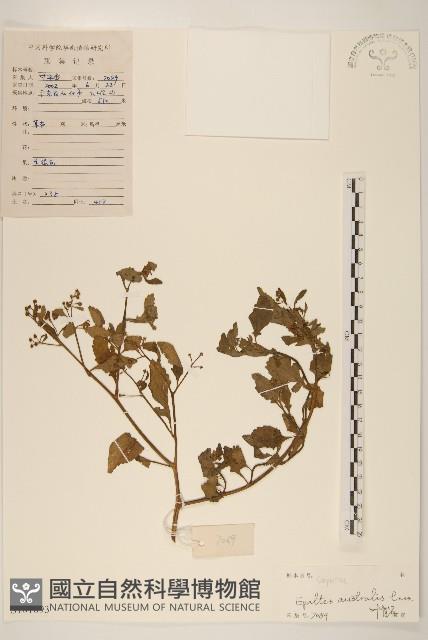 鵝不食草藏品圖，第1張