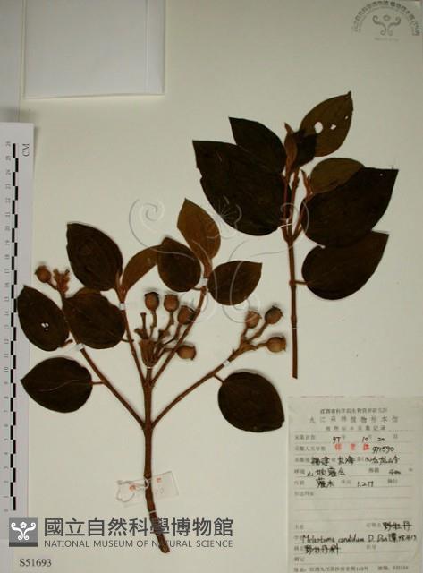 野牡丹藏品圖，第1張