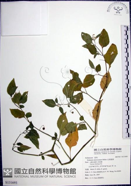 光果龍葵藏品圖，第1張