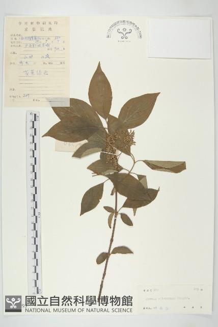 光皮樹藏品圖，第1張