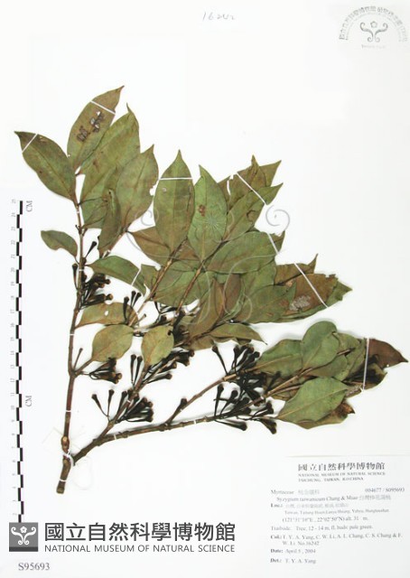 台灣棒花蒲桃藏品圖，第1張