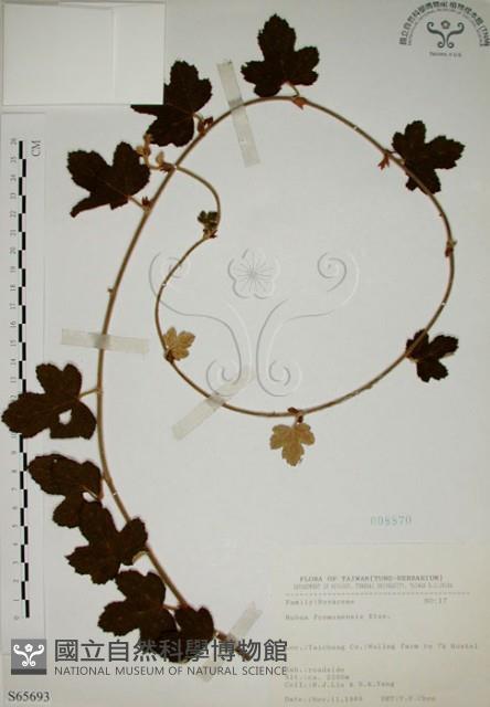 臺灣懸鉤子藏品圖，第1張