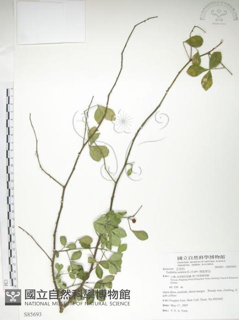 飛龍掌血藏品圖，第1張