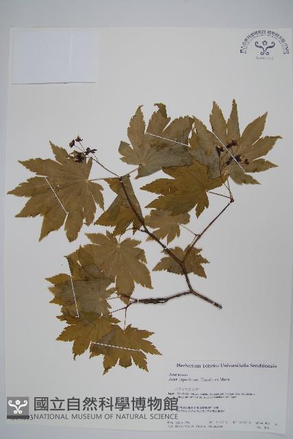 團扇槭藏品圖，第1張