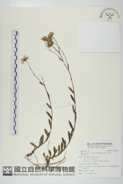 圓齒狗娃花藏品圖，第1張