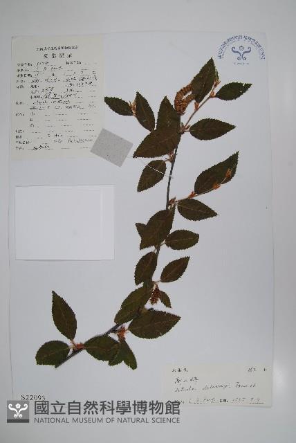 高山樺藏品圖，第1張