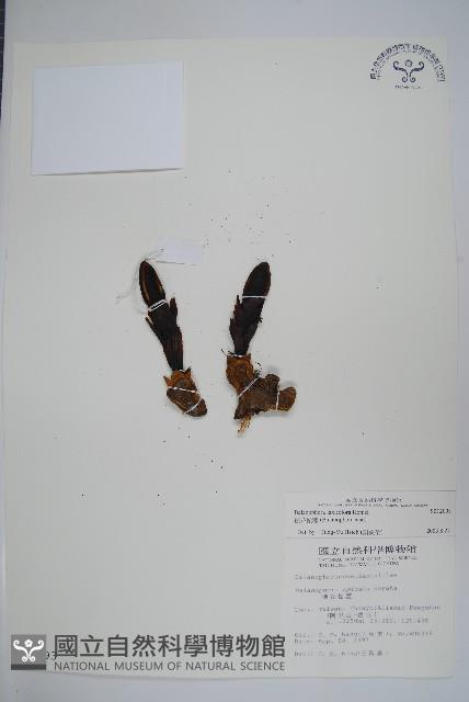 穗花蛇菰藏品圖，第1張