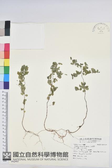 五蕊油柑藏品圖，第1張