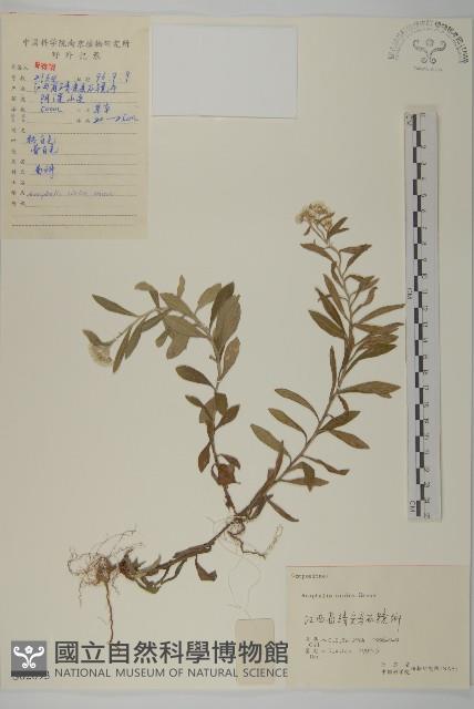 香青藏品圖，第1張